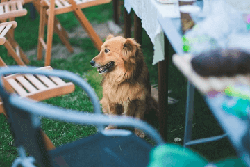 中型犬品種大全帶名字