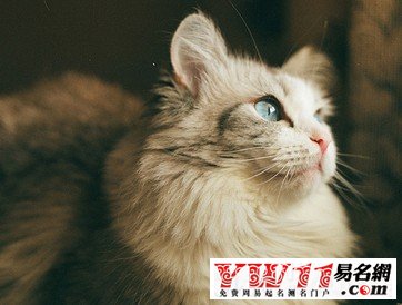 夢(mèng)見(jiàn)貓