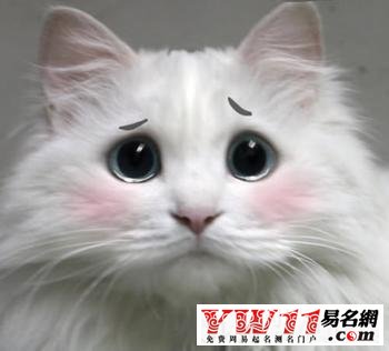 周公解夢(mèng)夢(mèng)見(jiàn)貓的解釋
