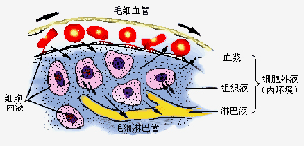 rh陰性血型