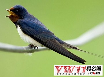 夢見燕子、飛燕