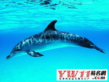 夢(mèng)見海豚