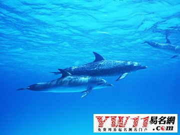 夢(mèng)見海豚