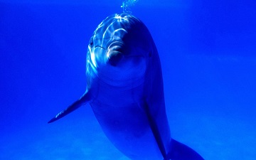 夢(mèng)見海豚