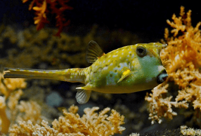 女人夢到超大的大魚