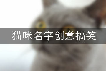 貓咪名字創(chuàng)意搞笑