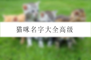 貓咪名字大全高級