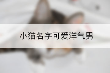 小貓名字可愛洋氣男