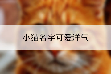 小貓名字可愛洋氣