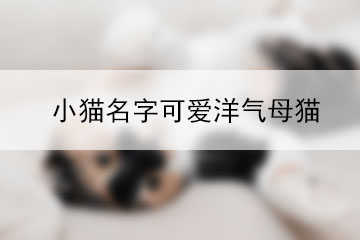 小貓名字可愛(ài)洋氣母貓