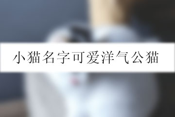 小貓名字可愛洋氣公貓