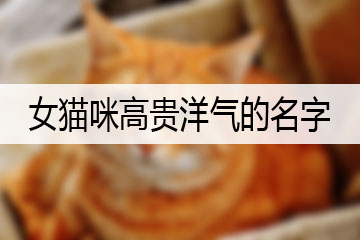 女貓咪高貴洋氣的名字