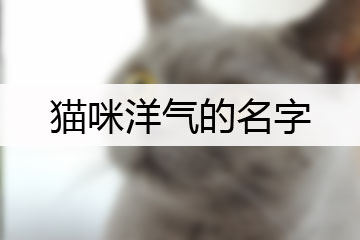 貓咪洋氣的名字