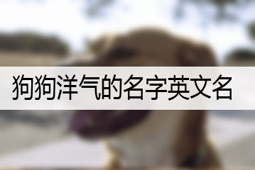 狗狗洋氣的名字英文名