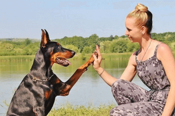 馬犬好聽(tīng)順口的名字